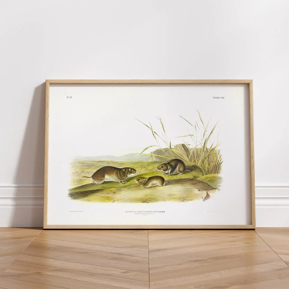 Brown or Norway Rat - Plate 54 — Audubon Art Prints